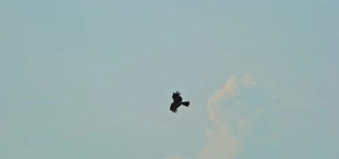 Black kite (bird) flying in slow motion 120FPS Stock Footage 201183560