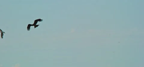 Black kite (bird) flying in slow motion 120FPS Stock Footage 201183799