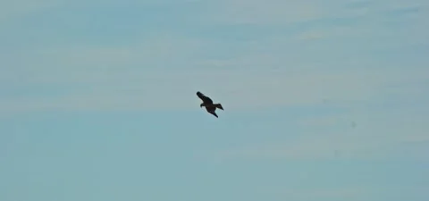 Black kite (bird) flying in slow motion 120FPS Stock Footage 201184064