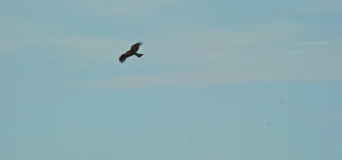 Black kite (bird) flying in slow motion 120FPS Stock Footage 201184065