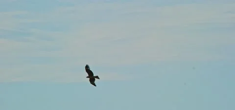 Black kite (bird) flying in slow motion 120FPS Stock Footage 201184067