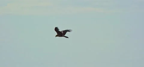 Black kite (bird) flying in slow motion 120FPS Stock Footage 201185528