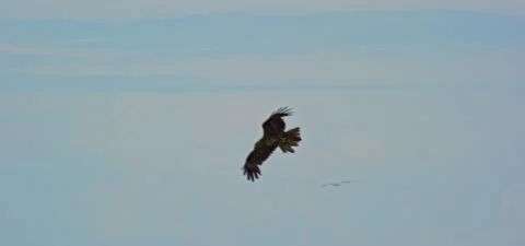Black kite (bird) flying in slow motion 120FPS Stock Footage 201185744
