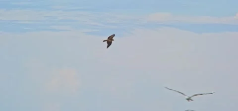 Black kite (bird) flying in slow motion 120FPS Stock Footage 201186356