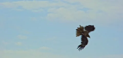 Black kite (bird) flying in slow motion 120FPS Stock Footage 201186608