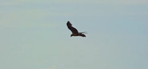 Black kite (bird) flying in slow motion 120FPS Stock Footage 201186720