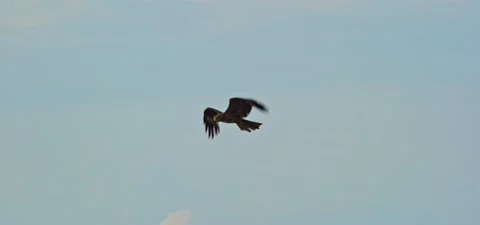 Black kite (bird) flying in slow motion 120FPS Stock Footage 201186756