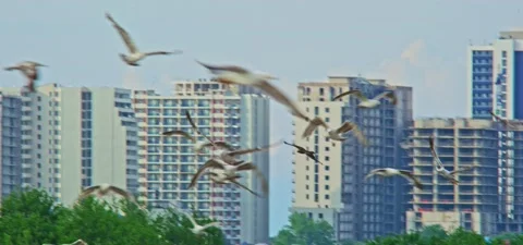 Black kite (bird) flying in slow motion 120FPS Video stock 201186820