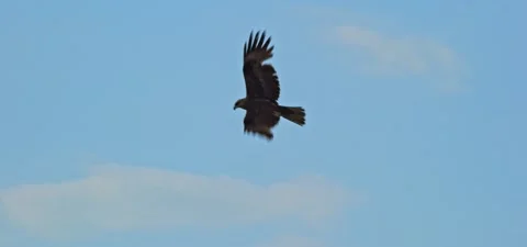 Black kite (bird) flying in slow motion 120FPS Stock Footage 201186991
