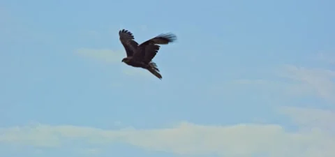Black kite (bird) flying in slow motion 120FPS Stock Footage 201187020