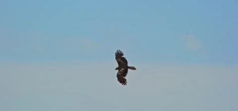 Black kite (bird) flying in slow motion 120FPS Stock Footage 201187285
