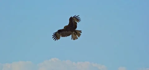 Black kite (bird) flying in slow motion 120FPS Stock Footage 201187367