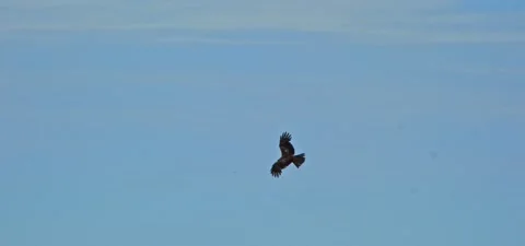 Black kite (bird) flying in slow motion 120FPS Stock Footage 201188015