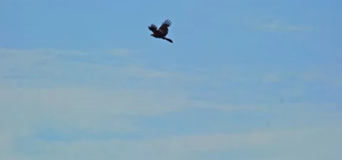 Black kite (bird) flying in slow motion 120FPS Stock Footage 201188207