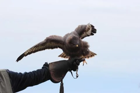 Black kite bird Stock Photos