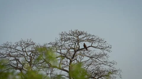 Black kite - bird of prey Stock Footage 274371590