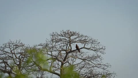 Black kite - bird of prey Video stock 274371596