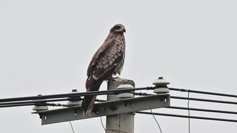 Black Kite Bird of Prey Perched on Electric Power Pole Video stock 330787405
