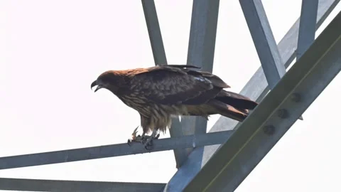 Black Kite Bird of Prey Perched on Steel Transmission Tower Structure Stock Footage 330787414