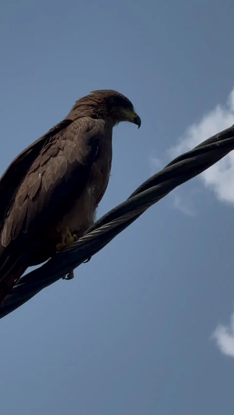 Black kite bird of prey perched on electric wire against blue sky Goa India Stock Footage 345570704