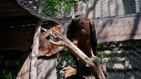 Black kite bird of prey perching on a tree branch in a zoo aviary Vídeos de archivo 337032838