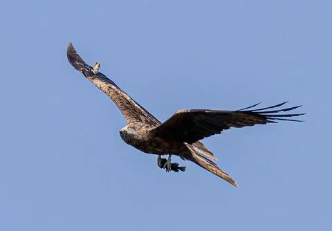 Black Kite bird of prey soaring in flight with prey Stock Photos