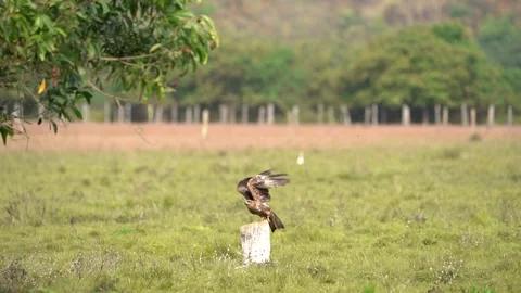 Black Kite Bird Takeoff and Flight Slow Motion Wildlife Scene 4K Stock Footage 332238782