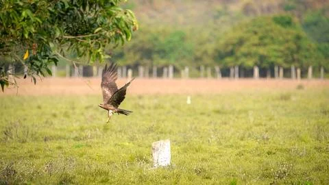 Black Kite Bird Taking Off in Flight While Hunting in Green Field Foto stock