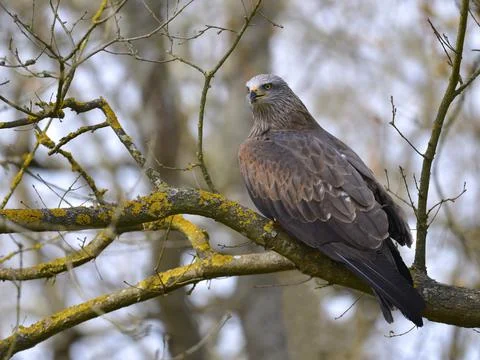 Black Kite on branch tree Stock Photos