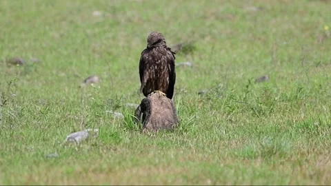 Black kite cleaning feather Stock Footage 244296226