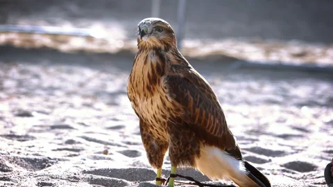 Black Kite cleans feathers 1 Vídeo Stock 103864741