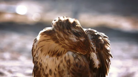 Black Kite cleans feathers Vídeo Stock 103864727