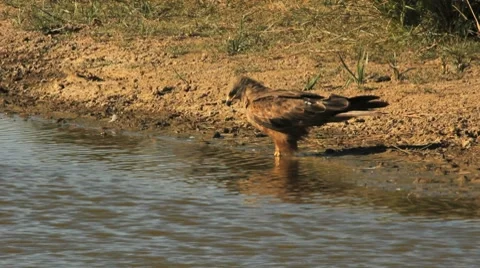Black Kite drinking / Milan noir buvant sur la rive d'un marais. Stock Footage 8688286