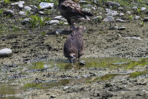 Black kite drinking water Stock Photos