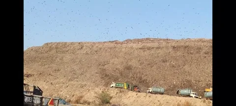 Black kite eagles fly above trash dump rubbish pile. Stock Footage 297205039