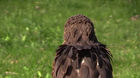Black kite on falconry show Stock Footage 81532272