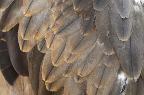 Black kite feather Stock Photos