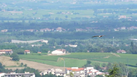 Black kite flies over vineyards in France's Beaujolais region Stock Footage 280056568