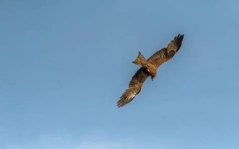 Black kite in flight over the River Ebro in Spain Stock Photos