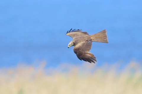 Black kite in flight Stock Photos