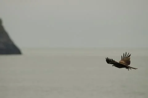 Black kite in flight. Stock Photos