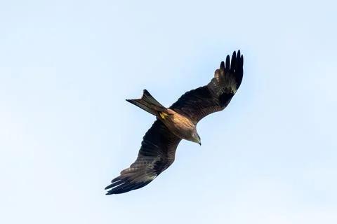 Black Kite In Flight Stock Photos