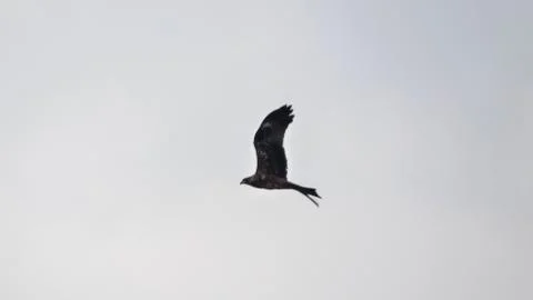 Black Kite in flight searching for prey Stock Photos