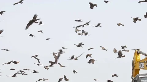 Black Kite flock in Dump site Stock Footage