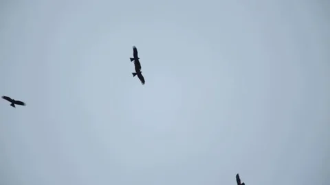 Black Kite Flock Stock-Footage 83664373