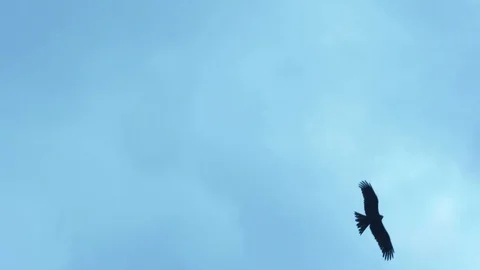 Black Kite fly high in the blue sky. Milvus migrans Stock Footage 119521393