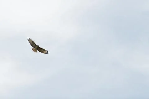 Black Kite To Fly In Sky Stock Photos