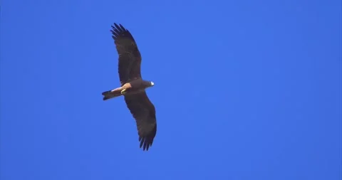 Black kite flying 3 Stock Footage 281086561