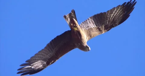 Black kite flying 4 Stock Footage 281087227