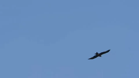 Black Kite Flying Stock Footage 150858236